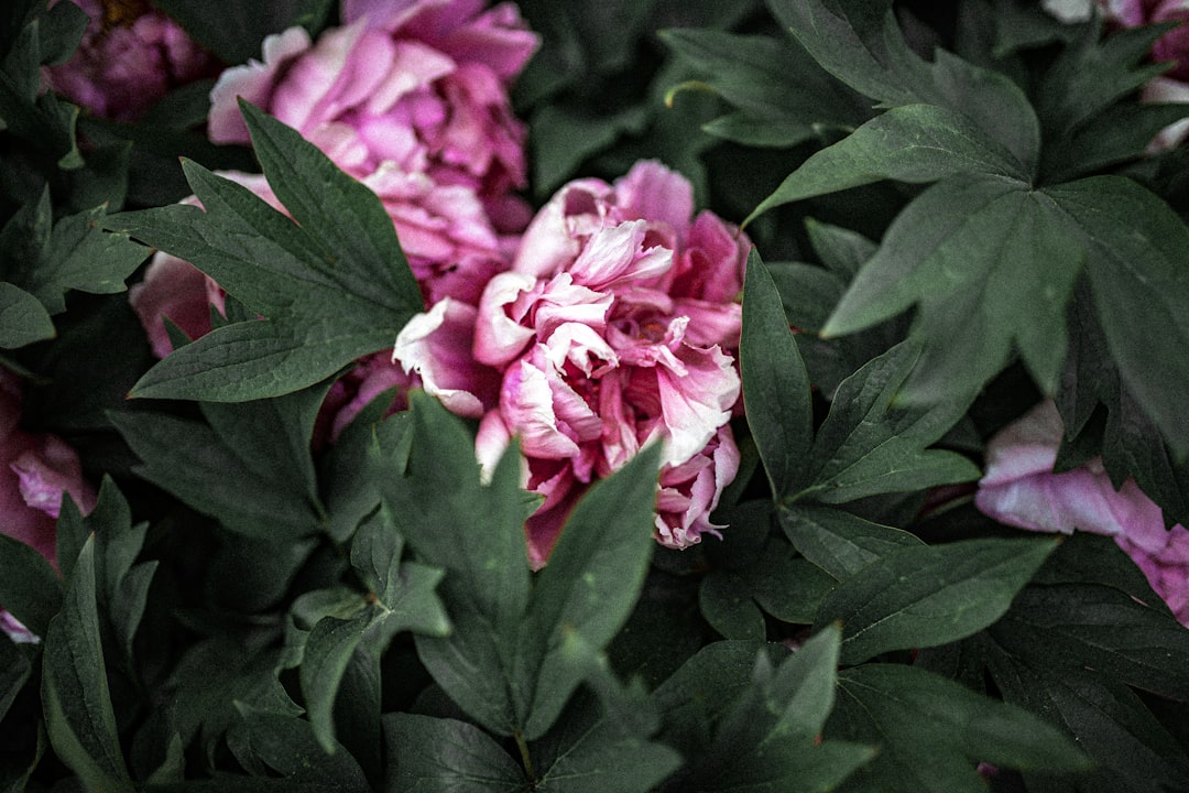 Blue Hydrangeas: A Splash of Color in Your Garden