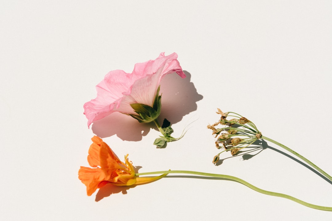The Secret of Endless Blooms: Long - Blooming Perennials