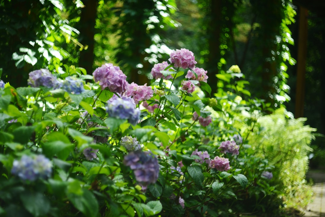 Unveiling the Mysteries of Wood Ash in Your Garden
