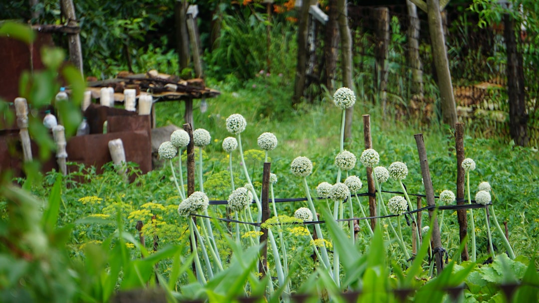 The Unyielding Charm of the Cast Iron Plant