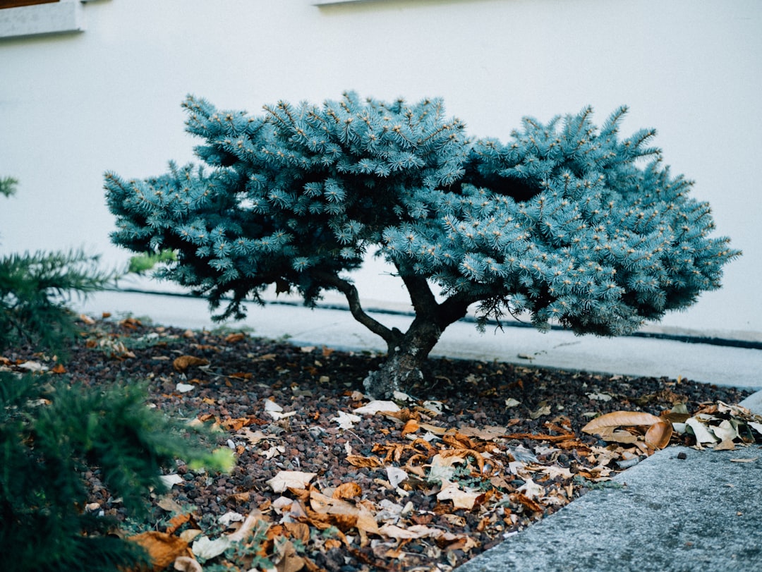 Winter - Proof Your Bird Bath: A Guide to Ice - Free Avian Oases
