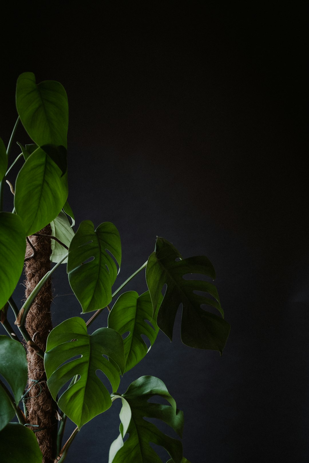 The Secret to Thriving Mums: Optimal Watering Schedules and Techniques