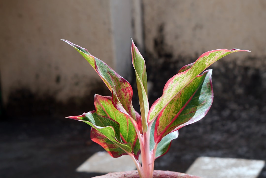 Bringing Life Indoors: The Magic of Easy - to - Grow Indoor Palm Plants