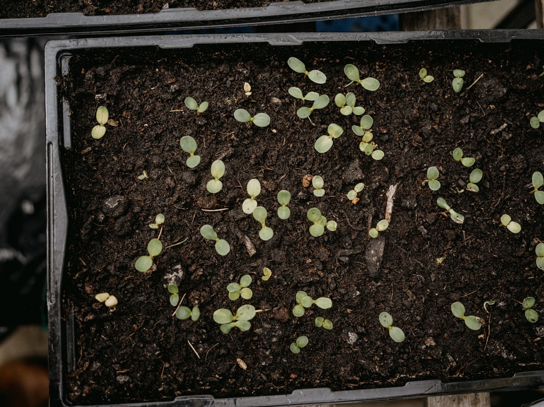 Unveiling the Secrets of Cultivating Tri - Colored Bush Morning Glory