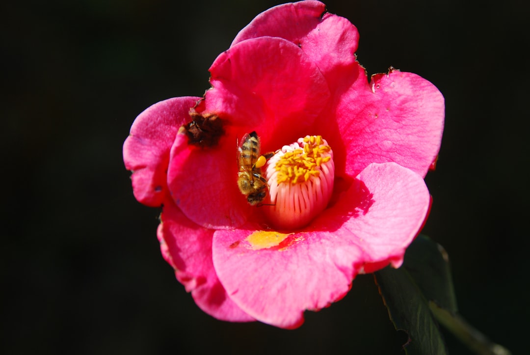 Unveiling the Secrets of Cultivating Tweedia: A Pollinator's Paradise