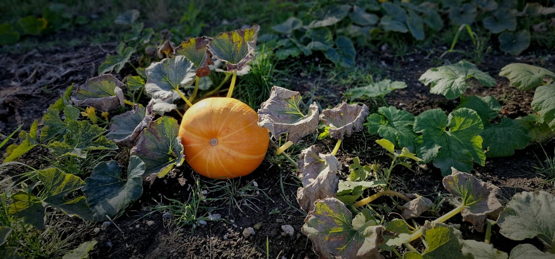 Unveiling the Secrets of Cultivating Jerusalem Sage