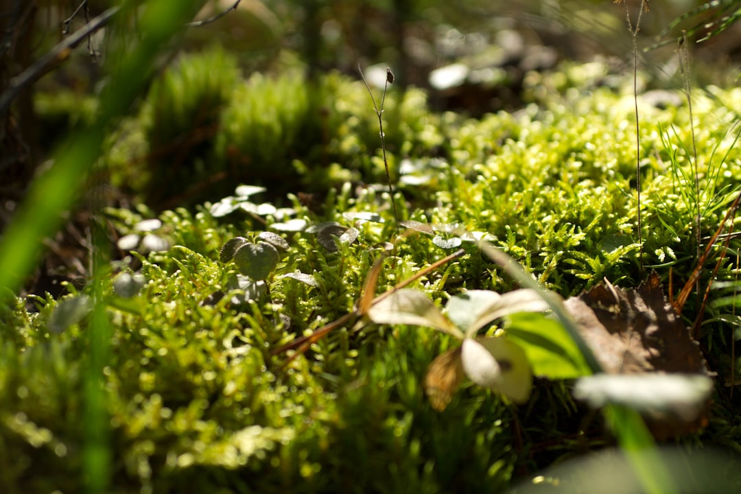 Transform Your Yard with Stunning Garden Edging
