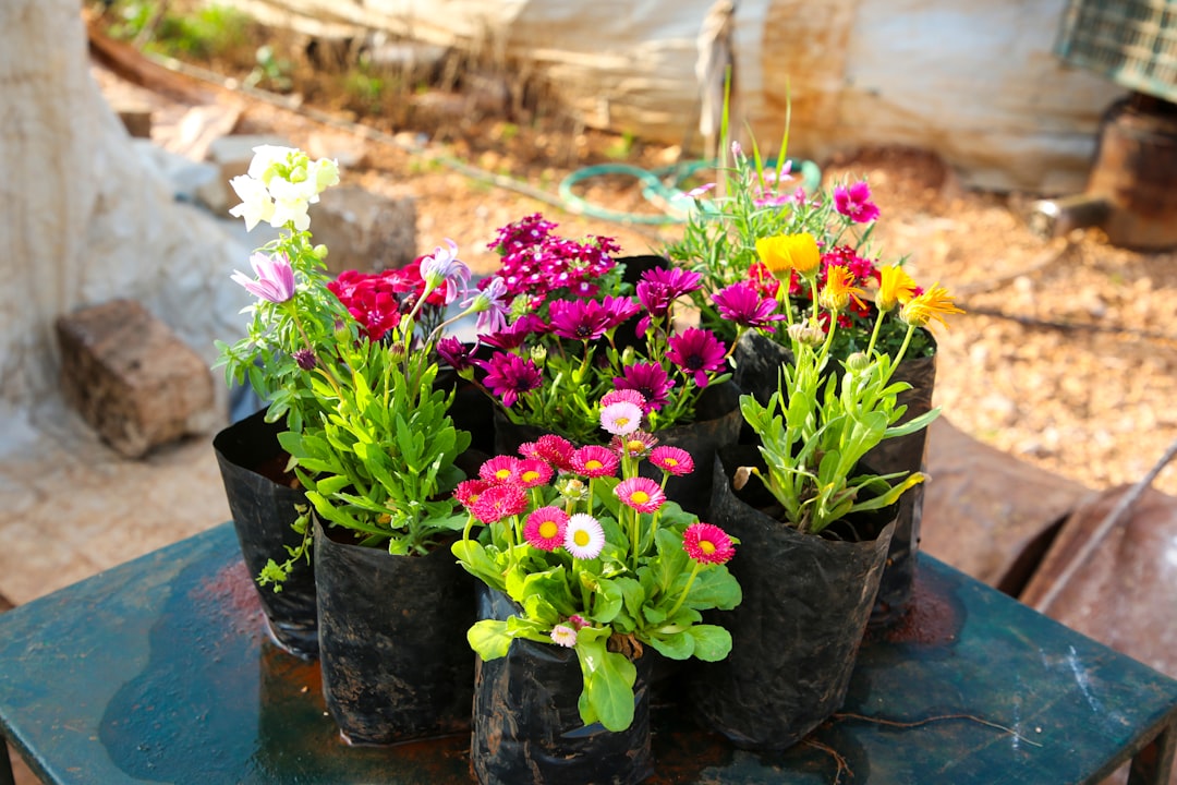 Orchids on display in a shop