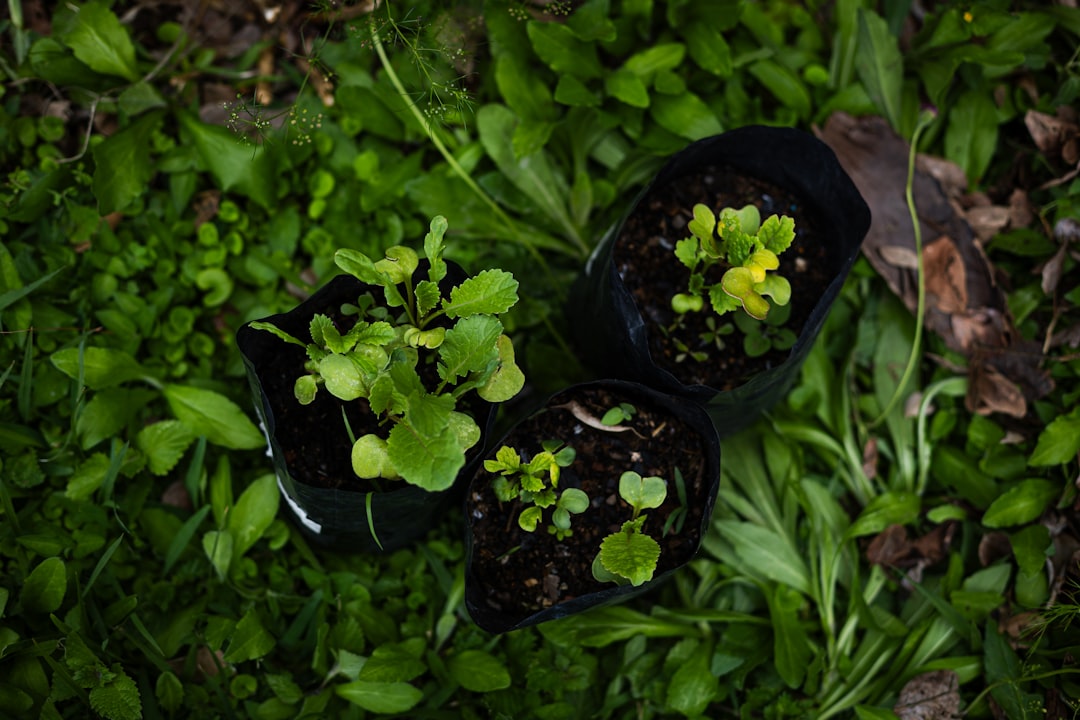 The Secret of Year - Round Landscape Beauty: Low - Maintenance Evergreen Shrubs
