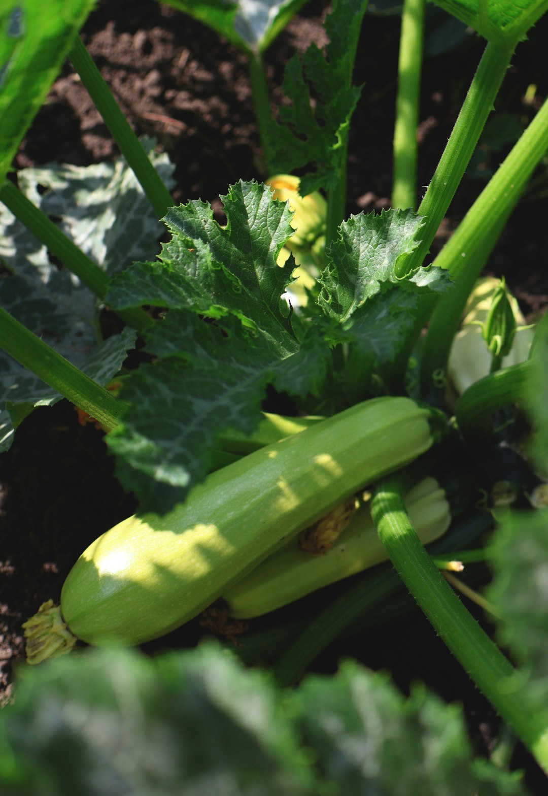 The Secret to a Perfectly Watered Garden All Season