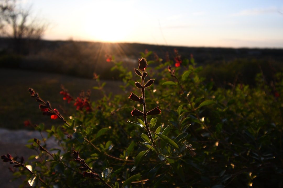 Unleash the Bounty: Defeating Tomato Blossom End Rot for a Thriving Harvest
