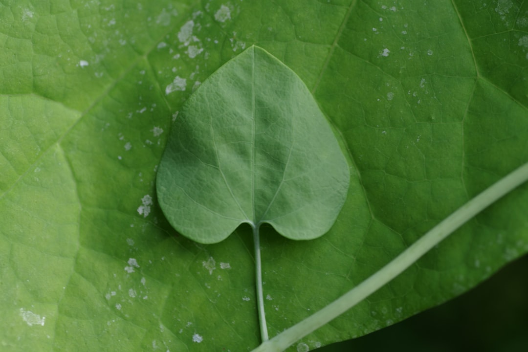 Transform Your Space with Stunning Houseplants