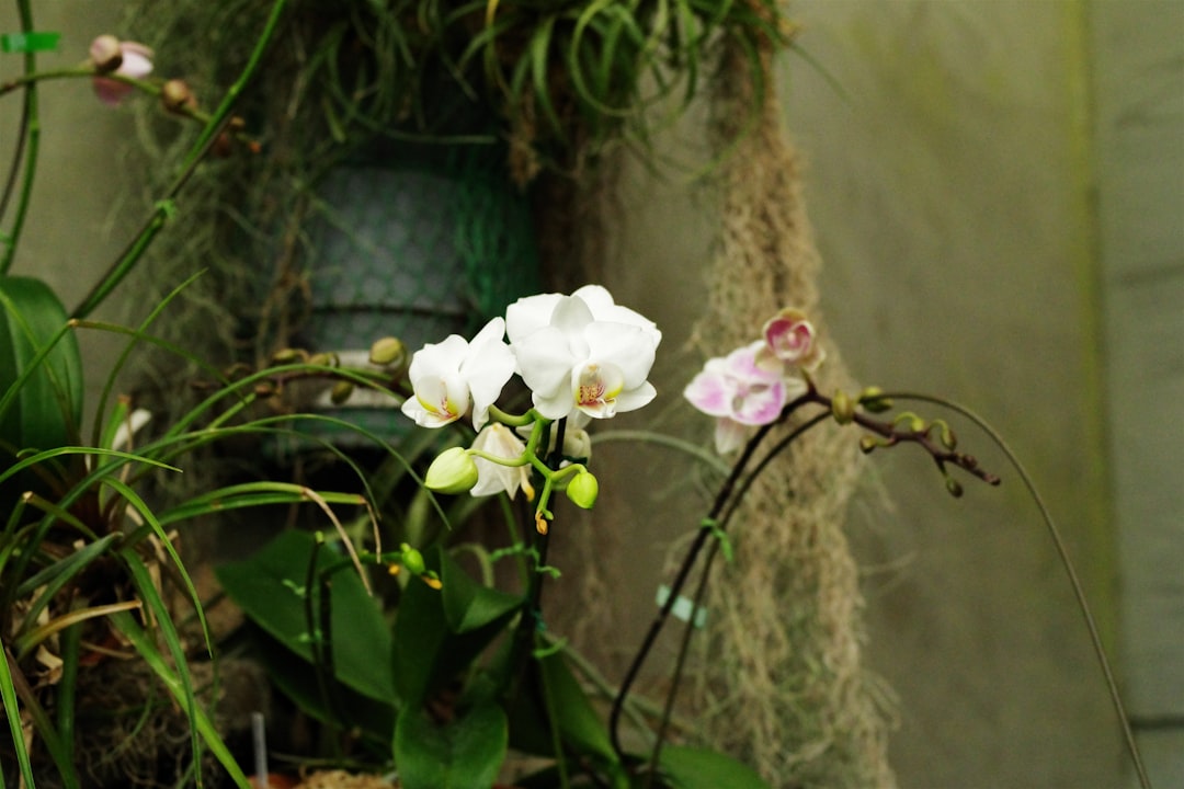 Unleashing the Secrets of Orchid Propagation
