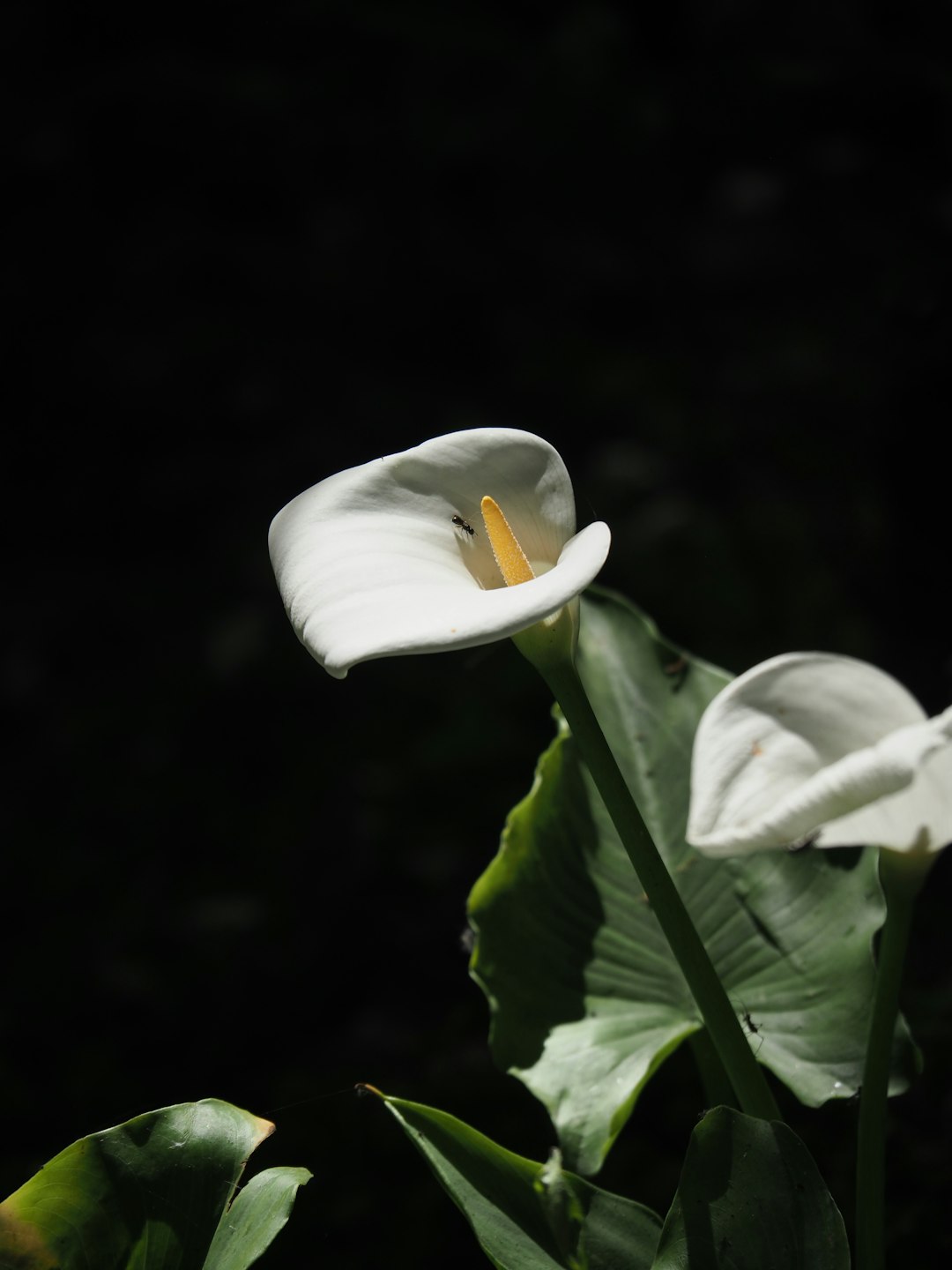 Unveiling the Charm of Pincushion Flowers in Your Garden