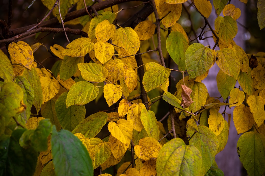 Achieving a Lush Lawn: The Secret of Timing Fertilization with Rain