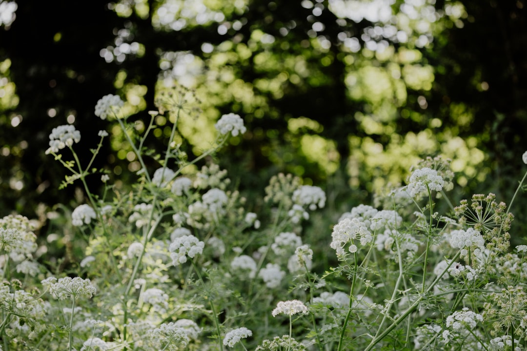 Unleashing the Potential of Lentil Plants in Your Garden