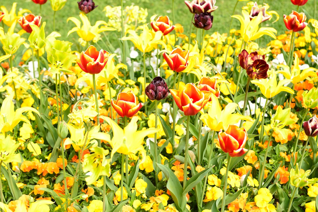 The Secret to a Thriving Mazus Garden