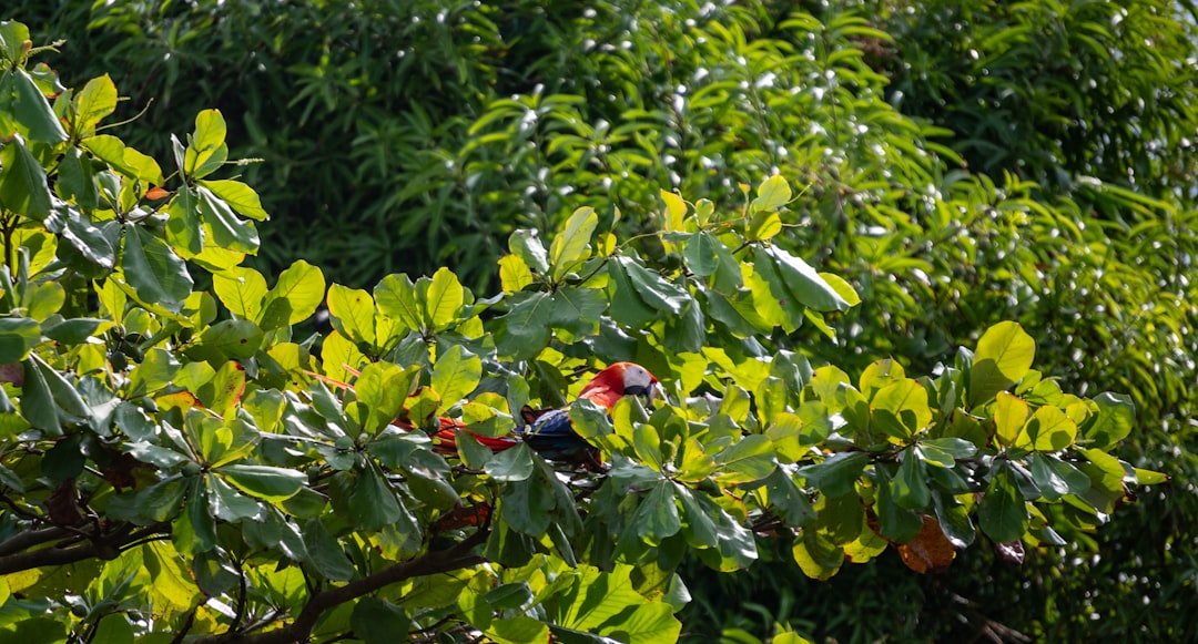Reviving Your Peace Lily: Unveiling the Secrets Behind Brown-Tipped Leaves