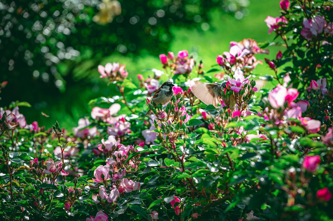 Unveiling the Wonders of Southern California's Native Flora