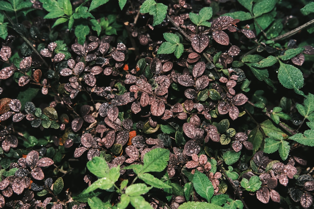 Banishing the Boxelder Bugs: A Homeowner's Guide
