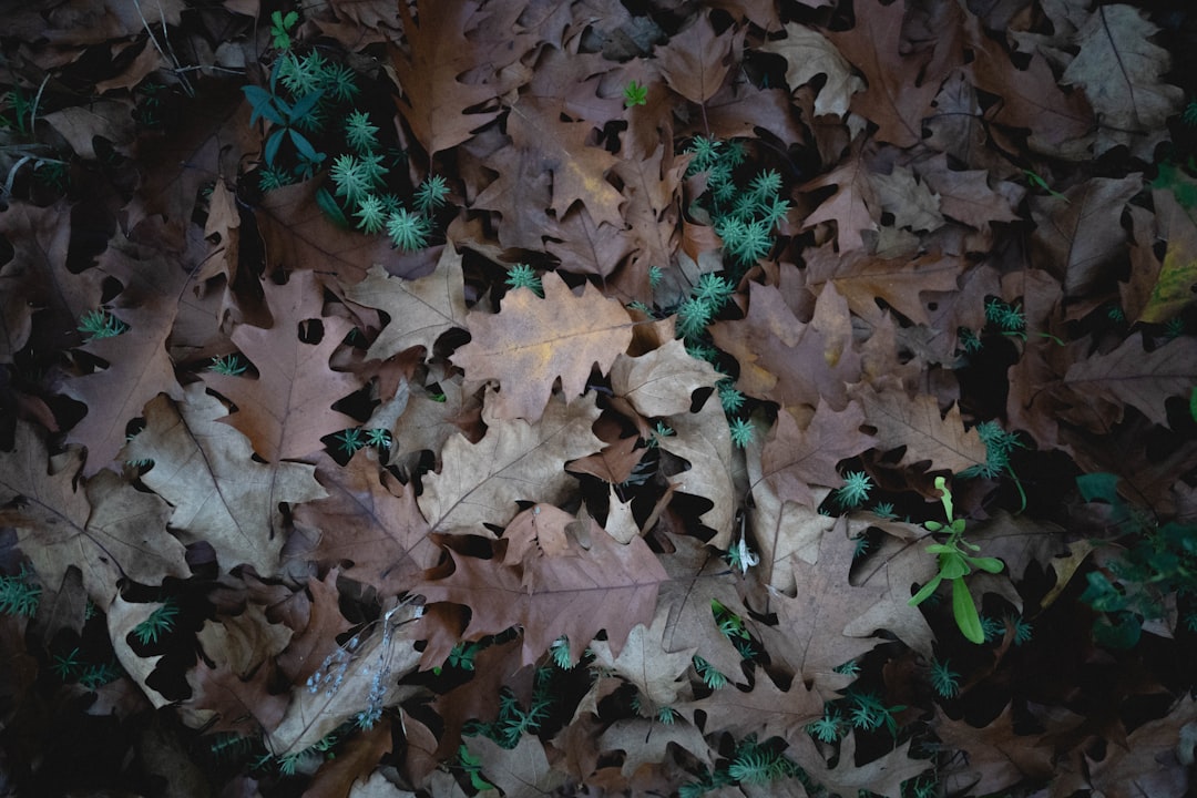Unveiling the Magic of Fall - Planted Bulbs for a Colorful Spring Garden