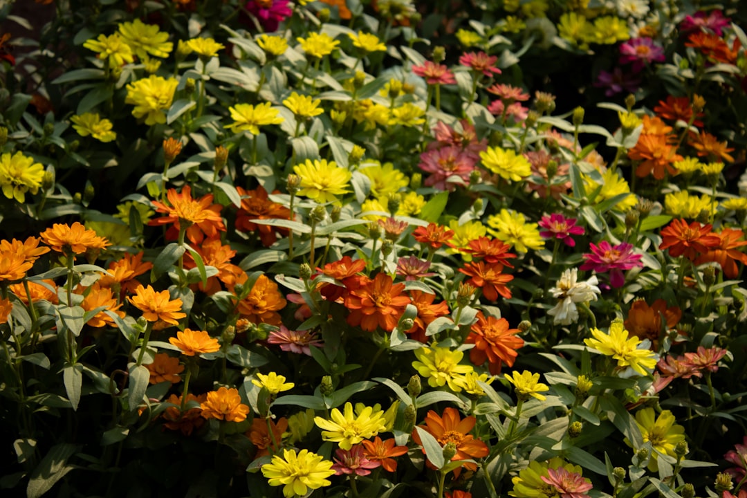 The Allure of Crabapples: A Year - Round Landscape Gem