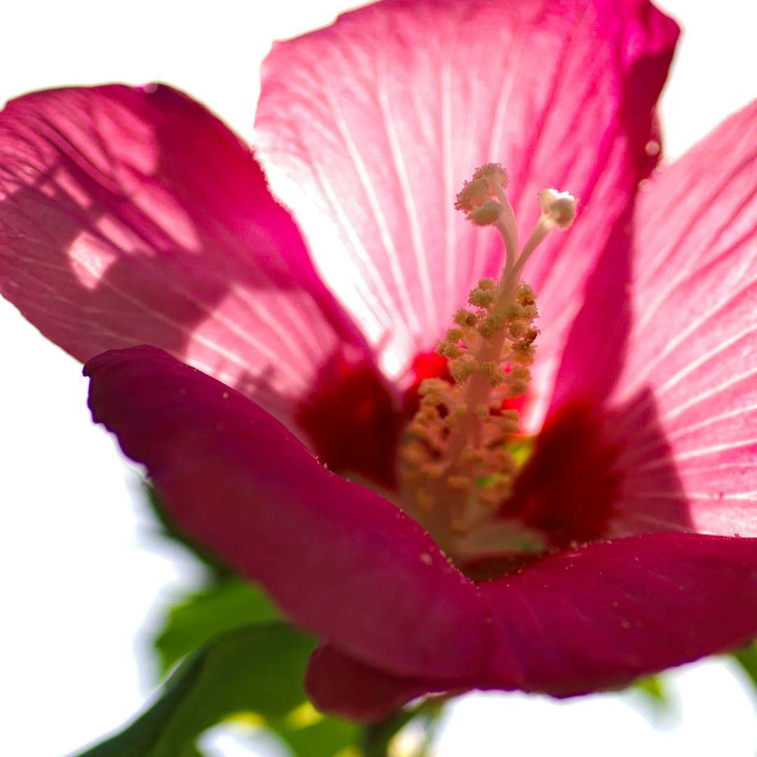 Unveiling the Secrets of a Thriving Yard: Mastering Your Gardening Soil