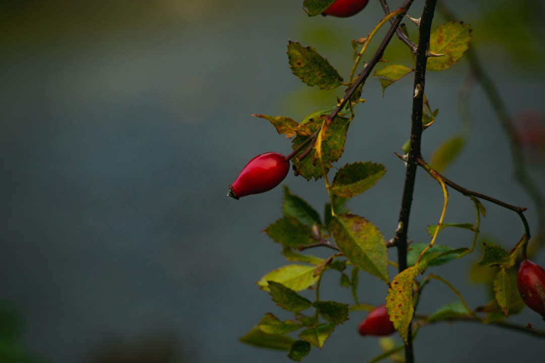 Unleashing the Year - Round Flavor of Herbs: The Art of Drying Unleashing the Year - Round Flavor of Herbs: The Art of Drying