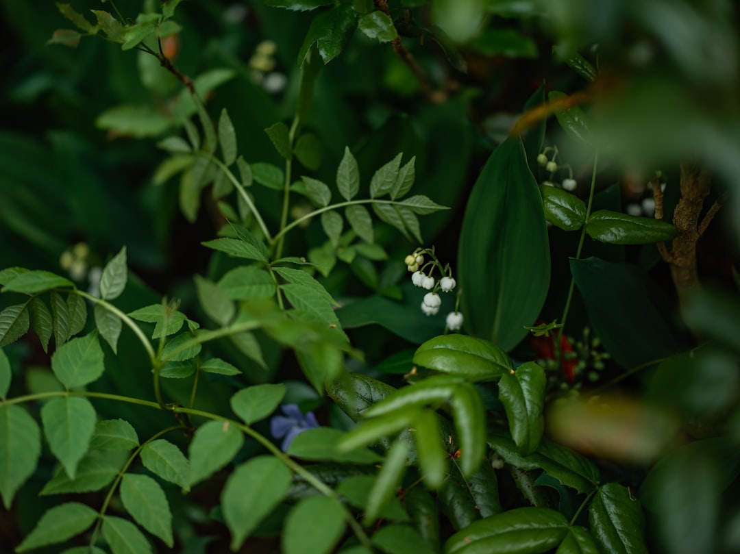Reviving Container Soil: A Cost - Effective Gardening Strategy