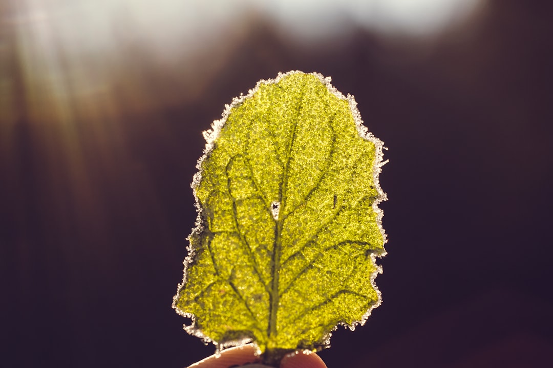 The Secret to a Flourishing Indoor Garden
