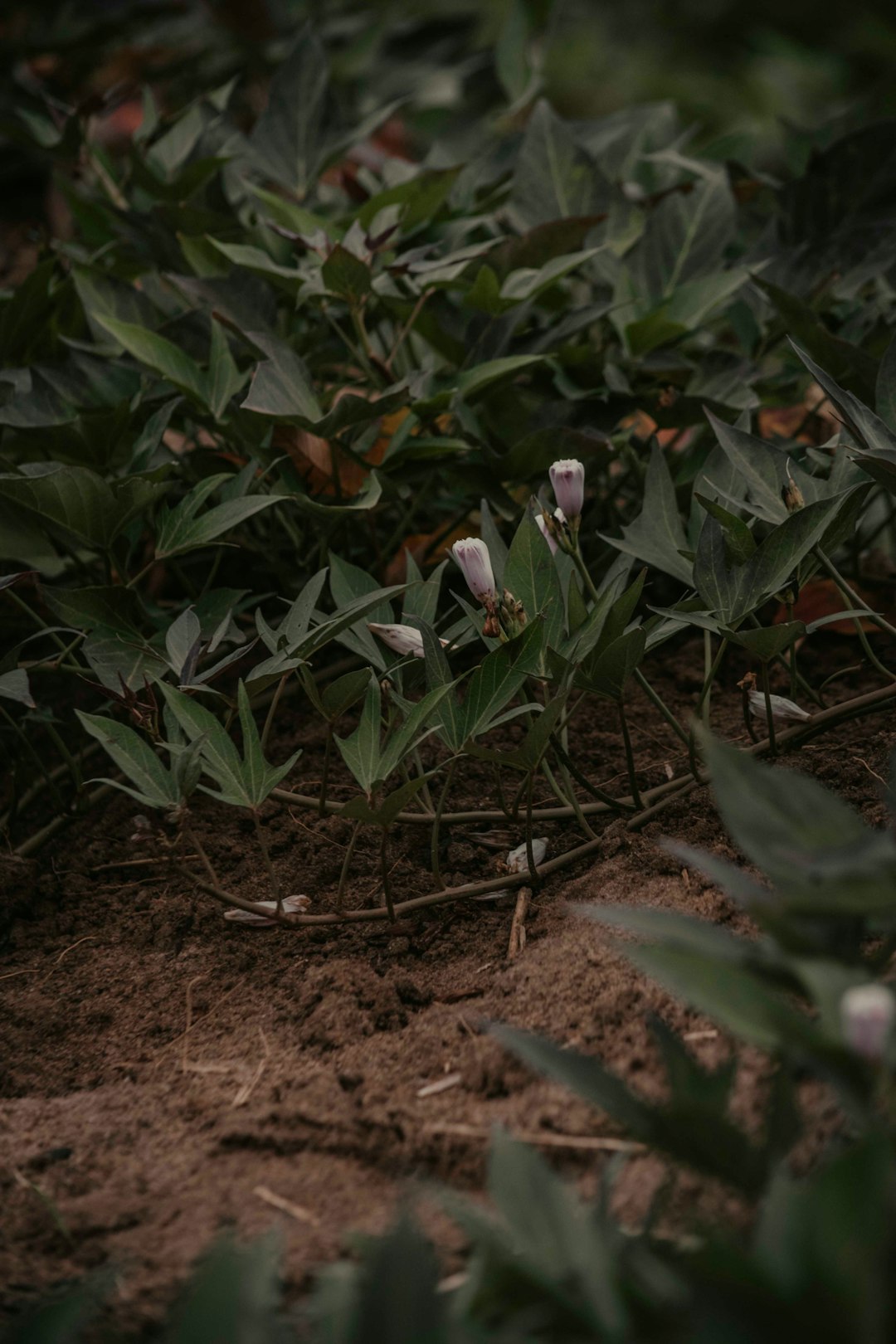 Unveiling the Secrets of Rose Propagation from Cuttings