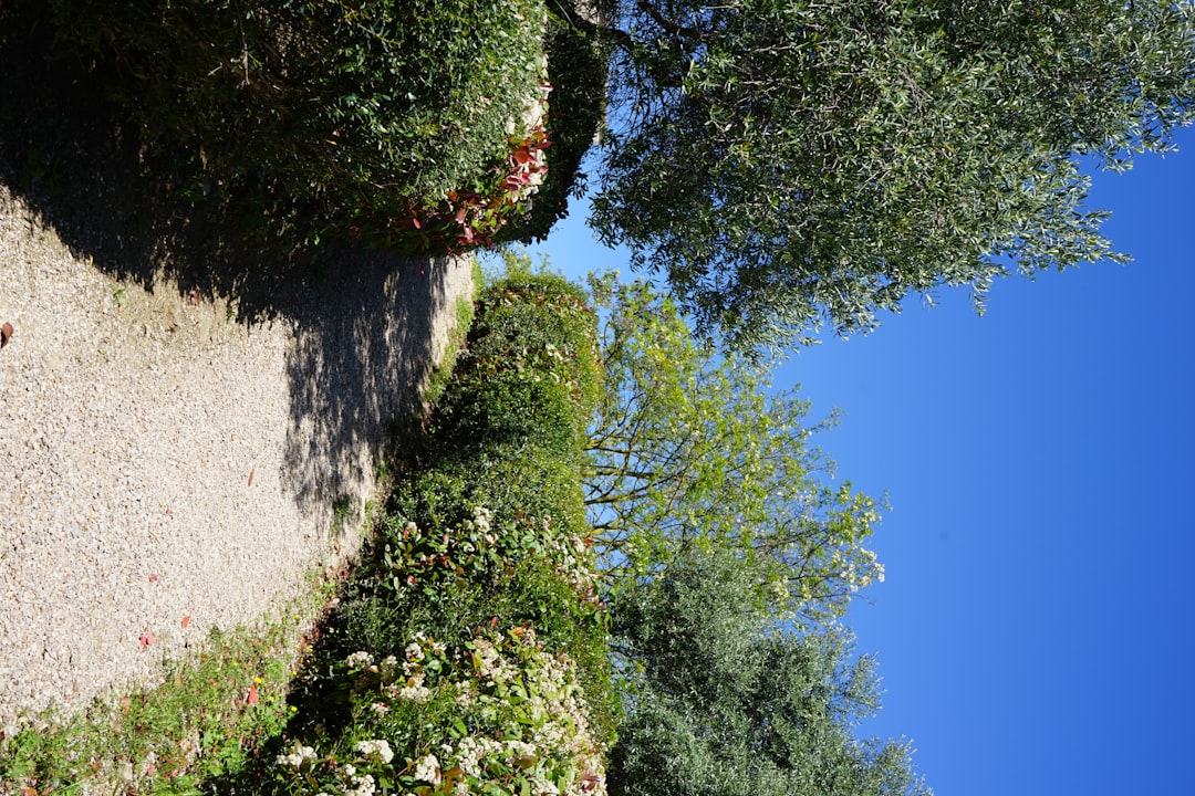The Enchanting World of Jerusalem Artichoke Cultivation