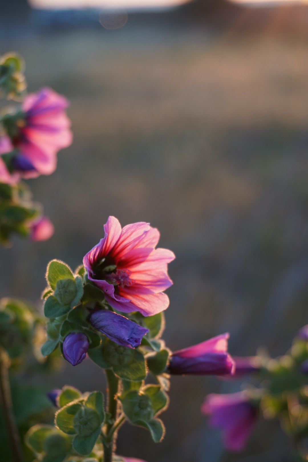The Enchanting Allure of Soapwort in Your Garden