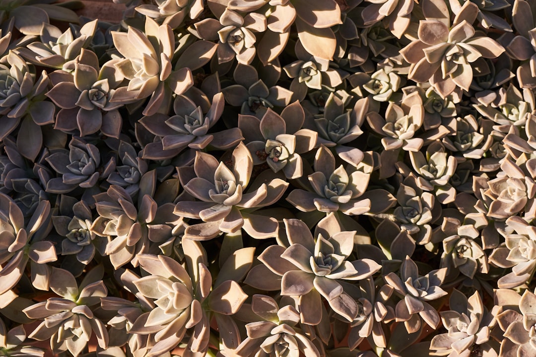 Unraveling the Mystery of Brown Hydrangea Leaves