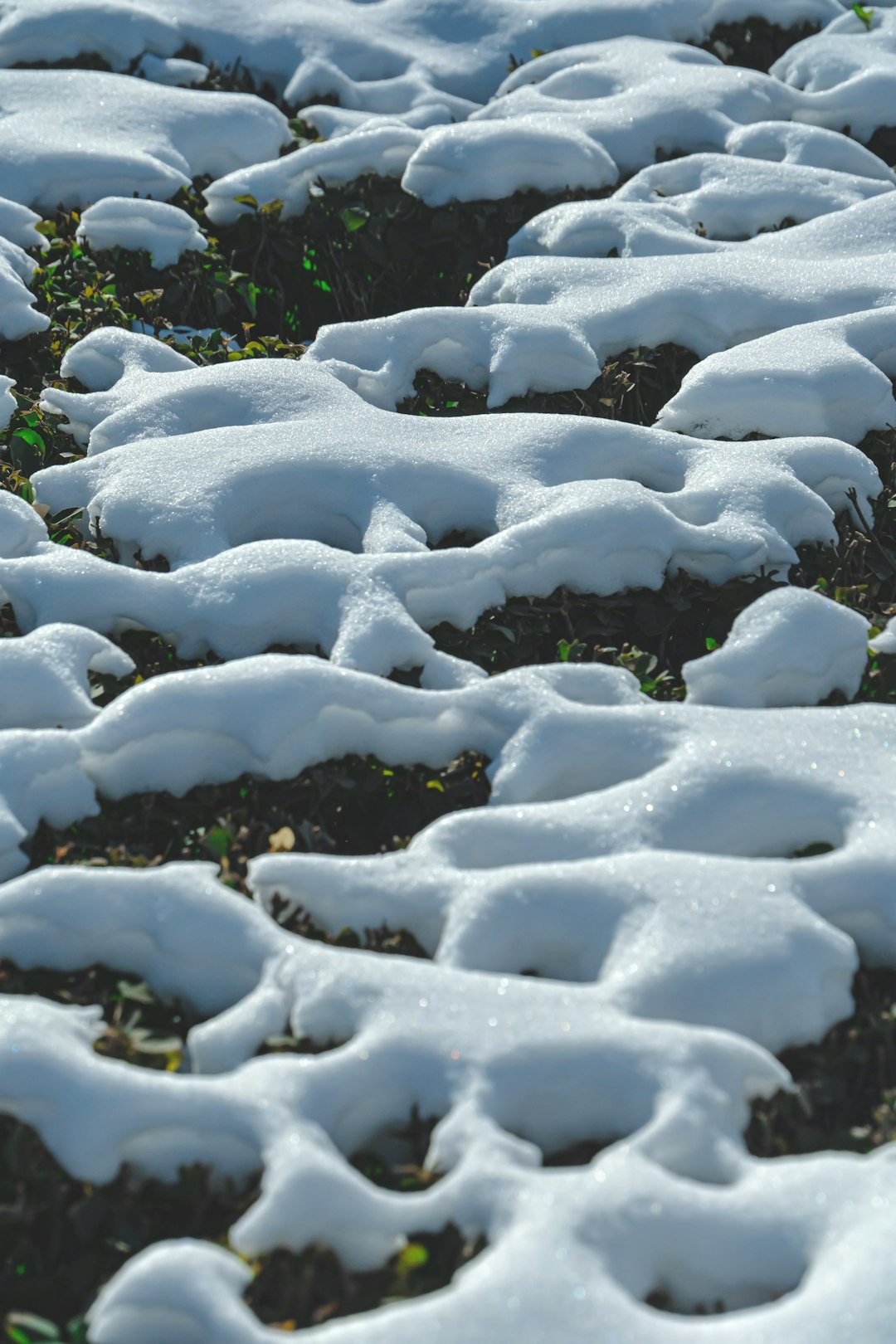 The Hidden Key to Thriving Trees and Shrubs The Hidden Key to Thriving Trees and Shrubs