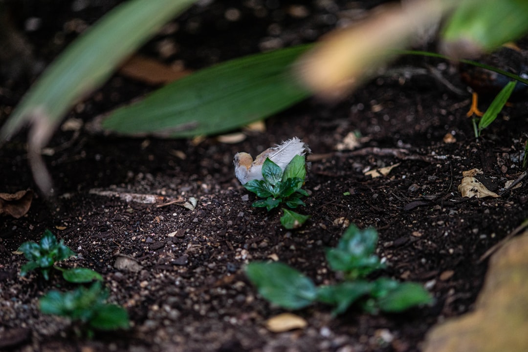 The Secret to a Thriving Peace Lily: Watering Wisely