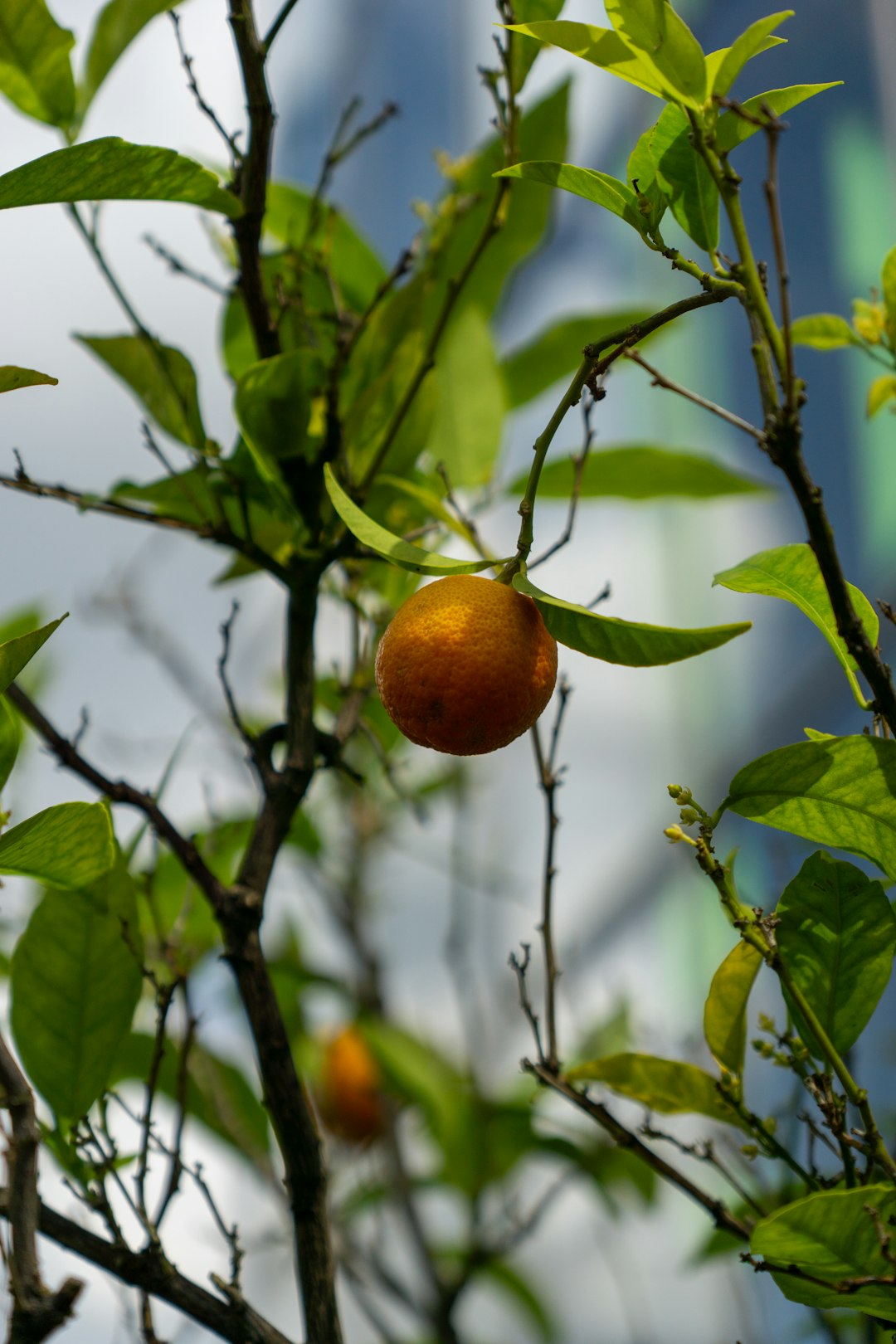 Banish Mosquitoes with Your Own DIY Trap