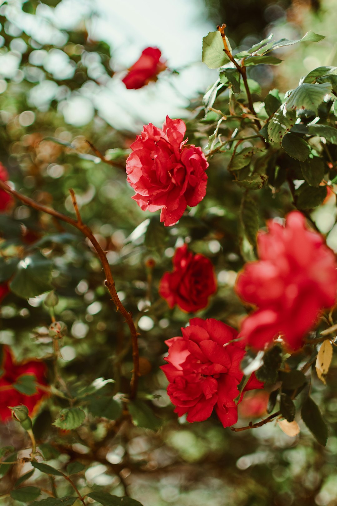 Transform Your Front Yard: A Blend of Beauty and Function