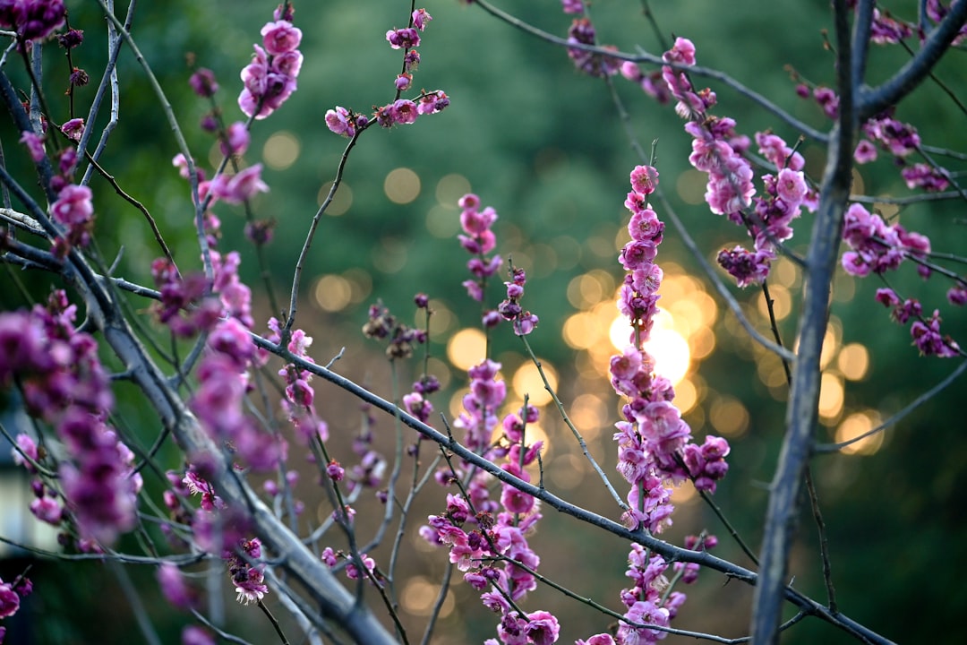 Unleash the Magic of Lavender in Containers