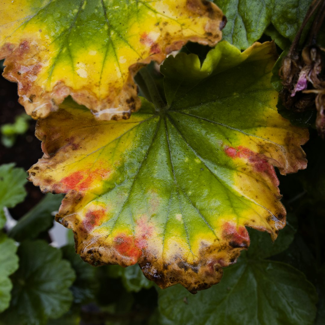 Secrets to a Thriving Raised - Bed Garden
