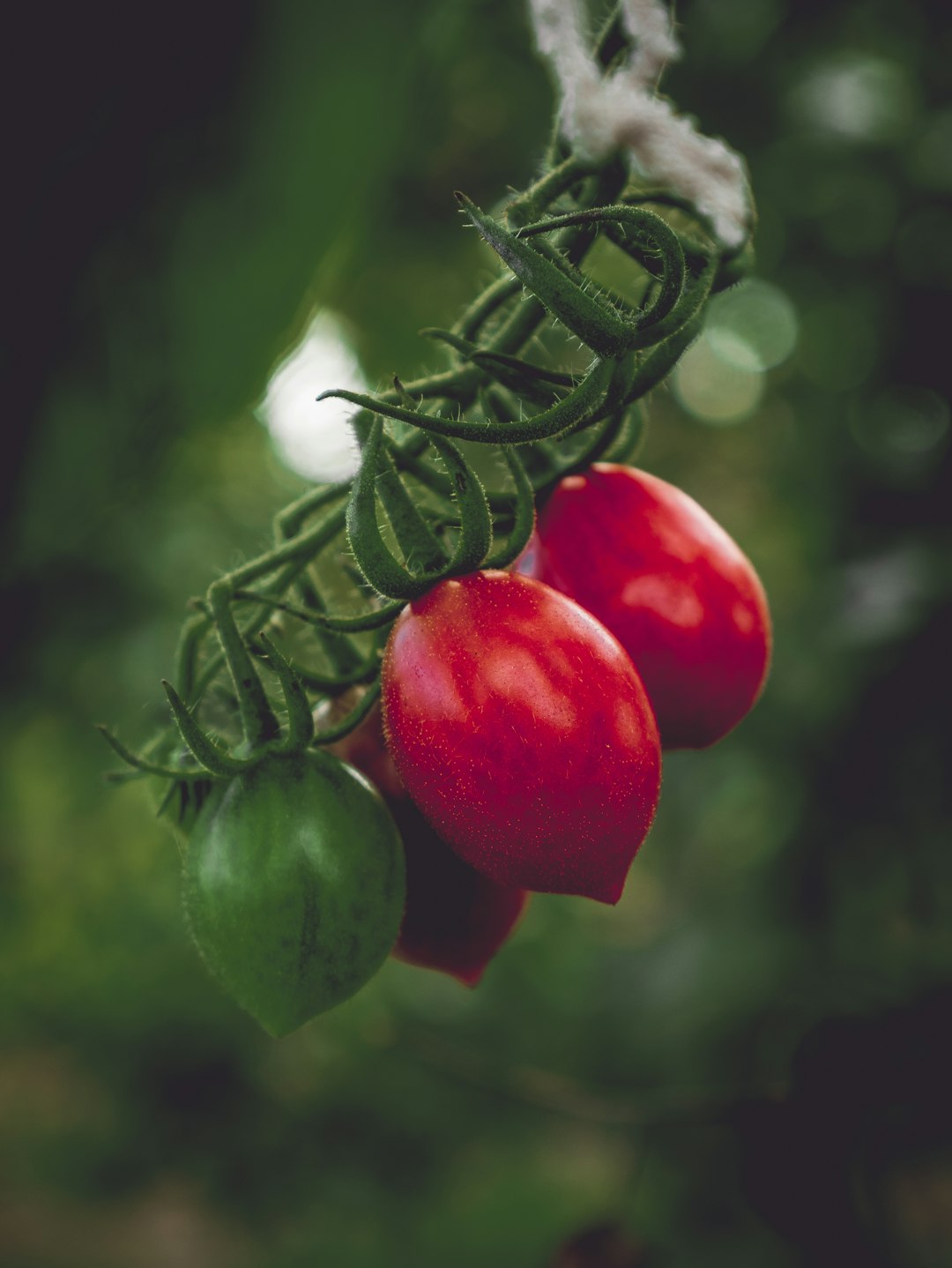 The Green Companions for Your Home