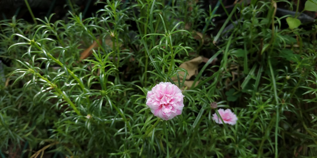 Transform Your Yard with a Burst of Orange