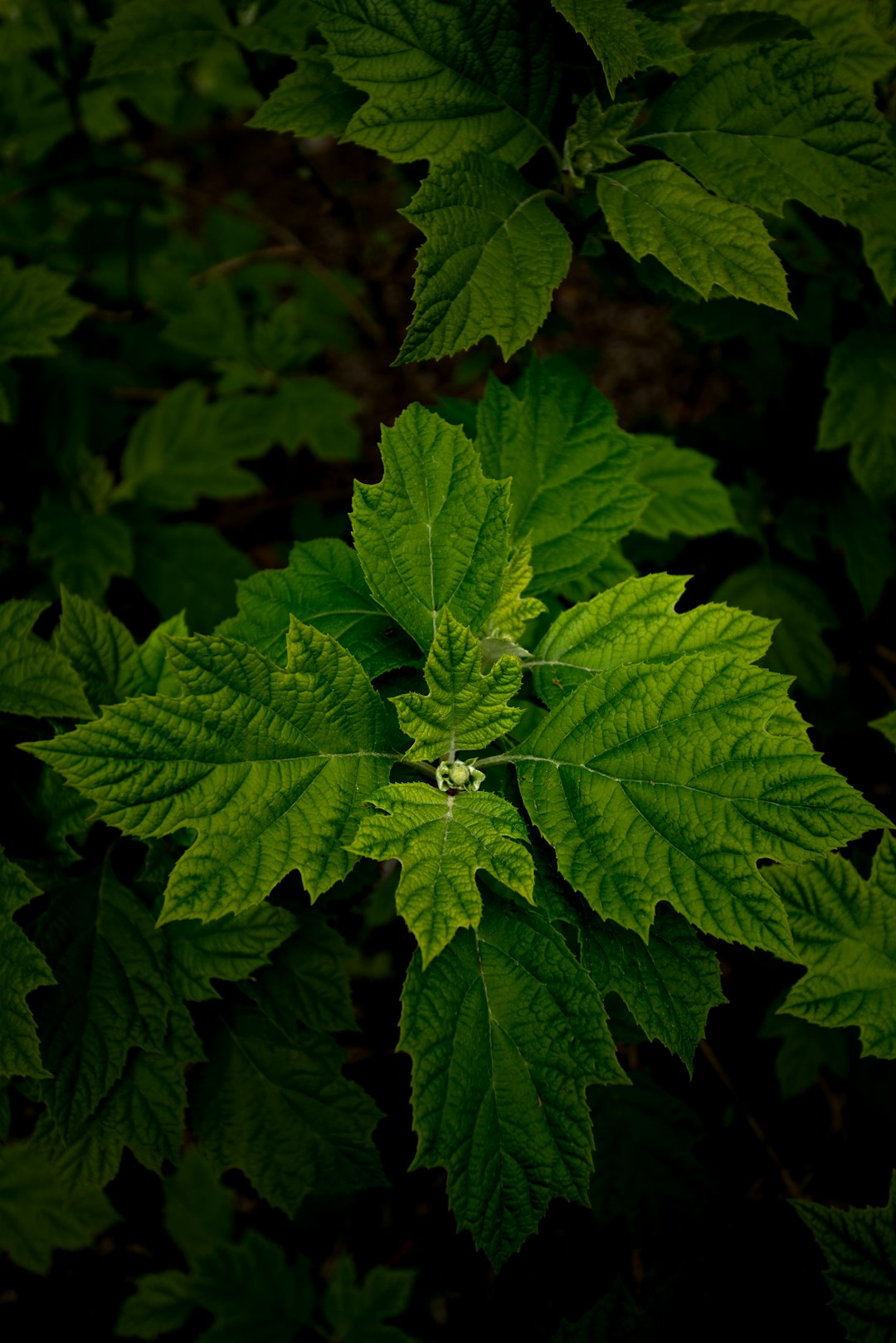 Unveiling the Secrets of Growing Fragrant Jasmine