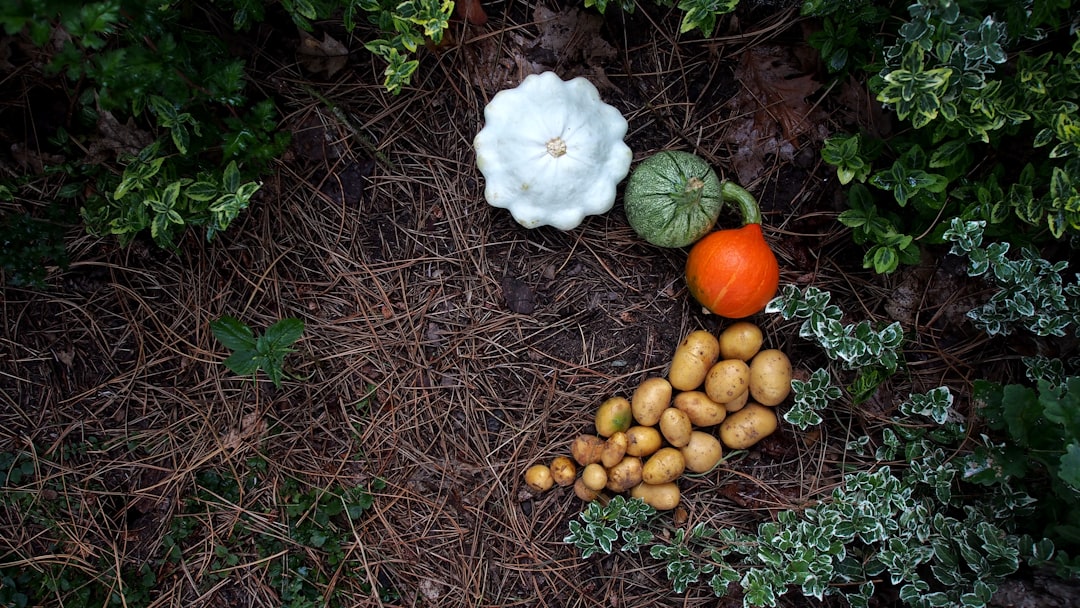 The Enchanting Allure of Winter Daphne in Your Garden