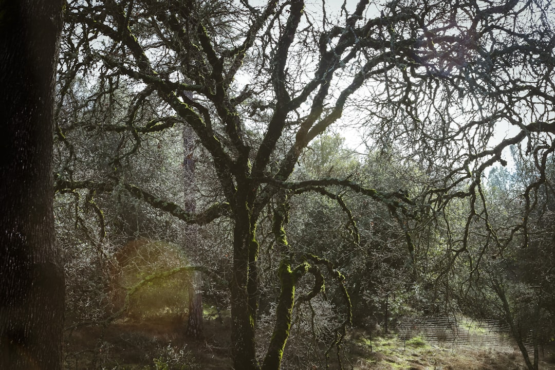 Nature's Invitation: Shrubs That Welcome Birds Sustainably