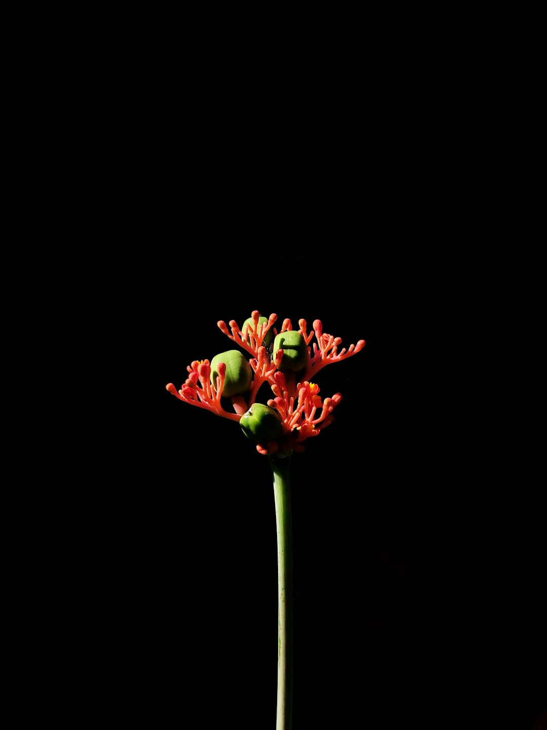 The Secret to Perennial Lily Blooms