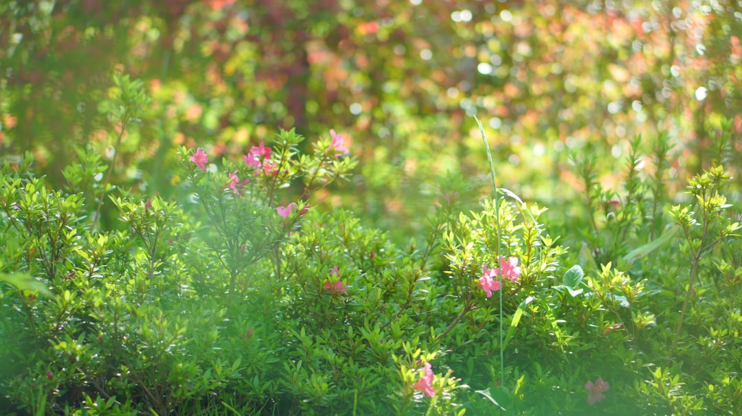 Transform Your Garden with a Stunning Woody Vine