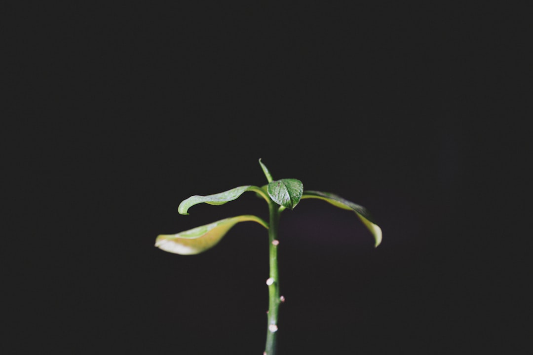 The Enchanting World of Clematis Vines