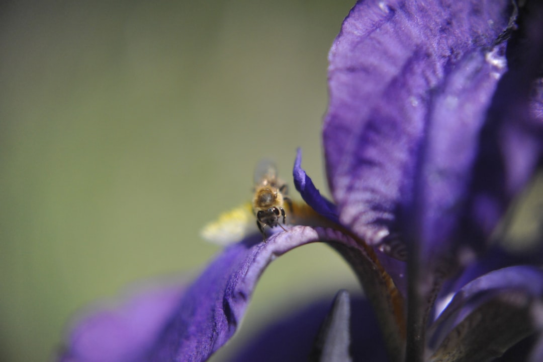 The Grace of Waterlilies: Transforming Your Water Garden