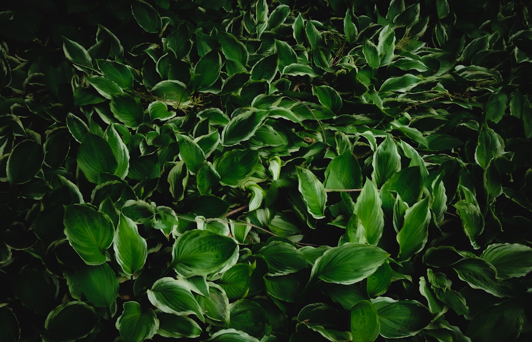 Unveiling the Secrets of Garden Weed Identification and Removal